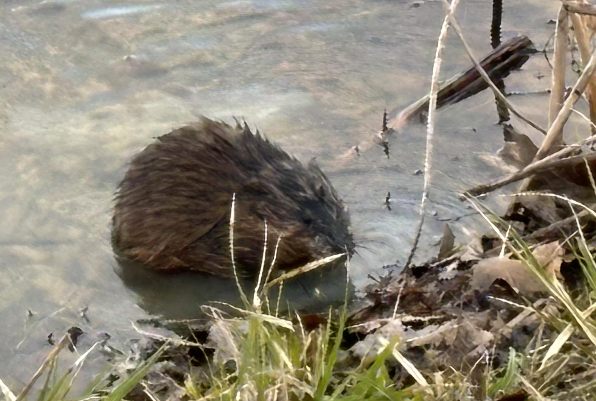 Chebeague Island News