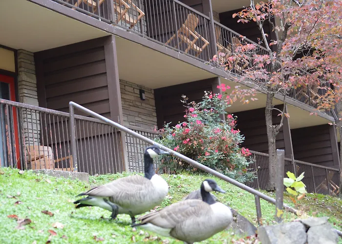 Top Cheap Hotels in Gatlinburg with Indoor Pools