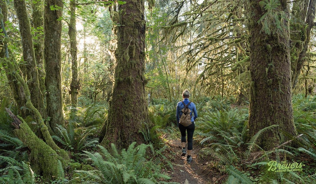 Hoh Rain Forest auf der Olympic Halbinsel in der Nähe von Seattle